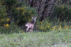 Parc Naturel Régional des Monts d'Ardèche - Chevreuil