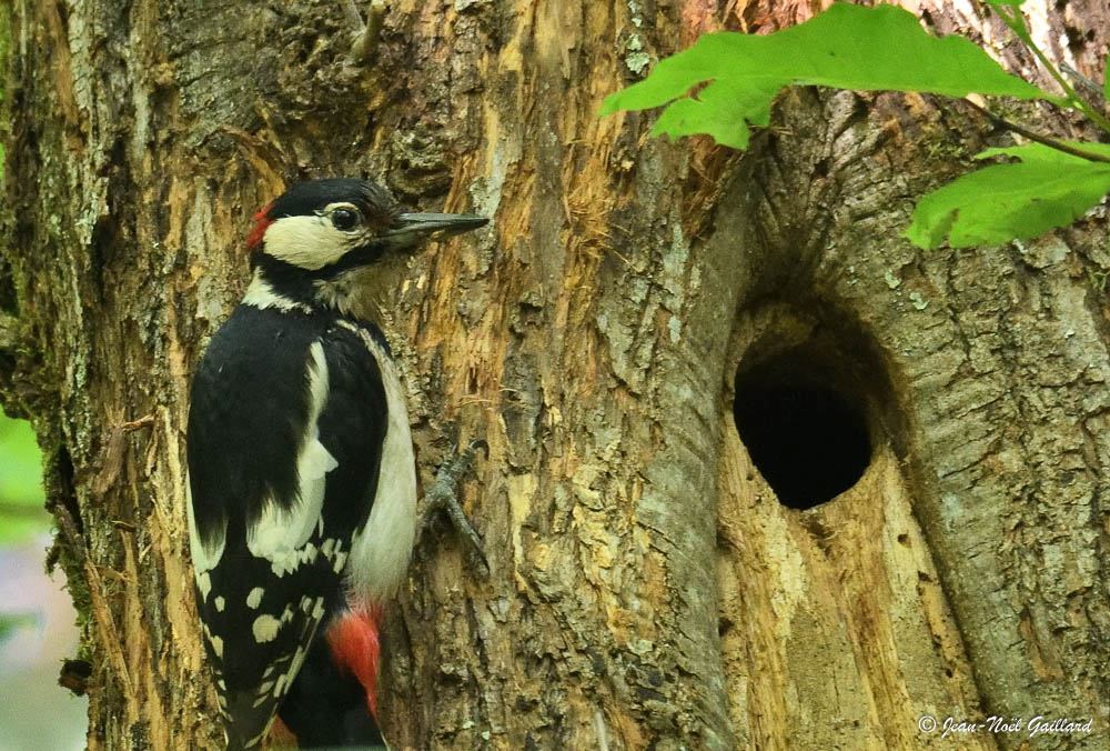 Parc Naturel Régional des Monts d'Ardèche - Pic épeiche
