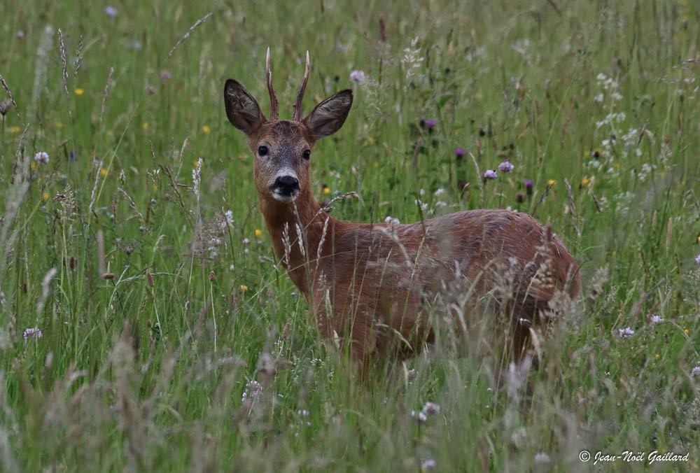 Parc Naturel Régional des Monts d'Ardèche - Chevreuil